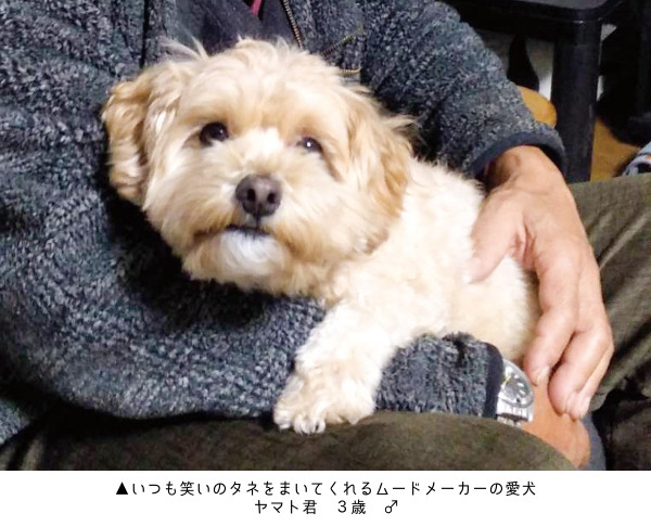 愛犬のヤマト君