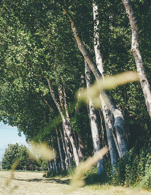 札幌の牧歌的な風景を守る近藤牧場の4代目 JAさっぽろ